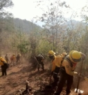 Liquidan incendios forestales en Perote y Huayacocotla, tres continúan activos