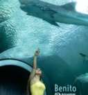 Muerte de Benito, Tiburón del Aquarium de Veracruz fue hace un mes: Earth Mission