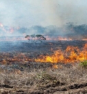 Atiende PC y CONAFOR incendio forestal en La Perla
