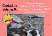 Recolectan alimento para animales afectados en Poza Rica