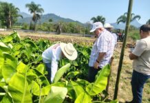 Productores apuestan por cultivo de plátano morado en la región