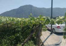 En problemas chayoteros por precios bajos del fruto