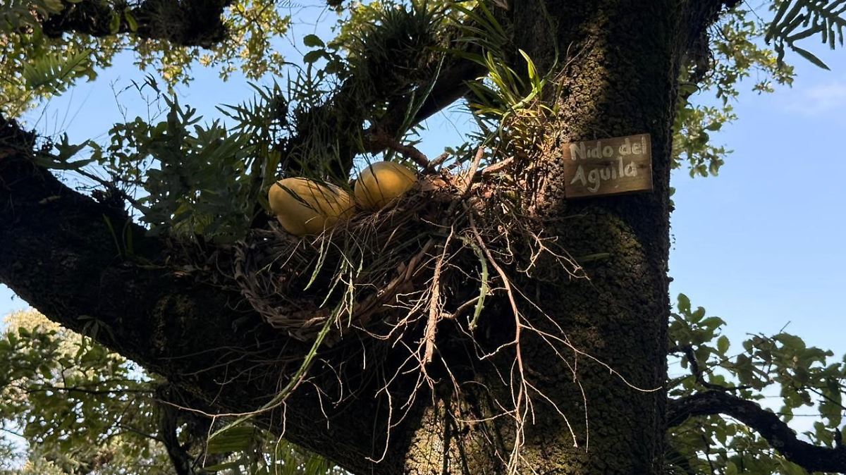 Seis crías de águila nacen en el Cerro del Borrego