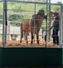 SEDARPA REALIZA SUBASTA DE SEMENTALES EN PAPANTLA