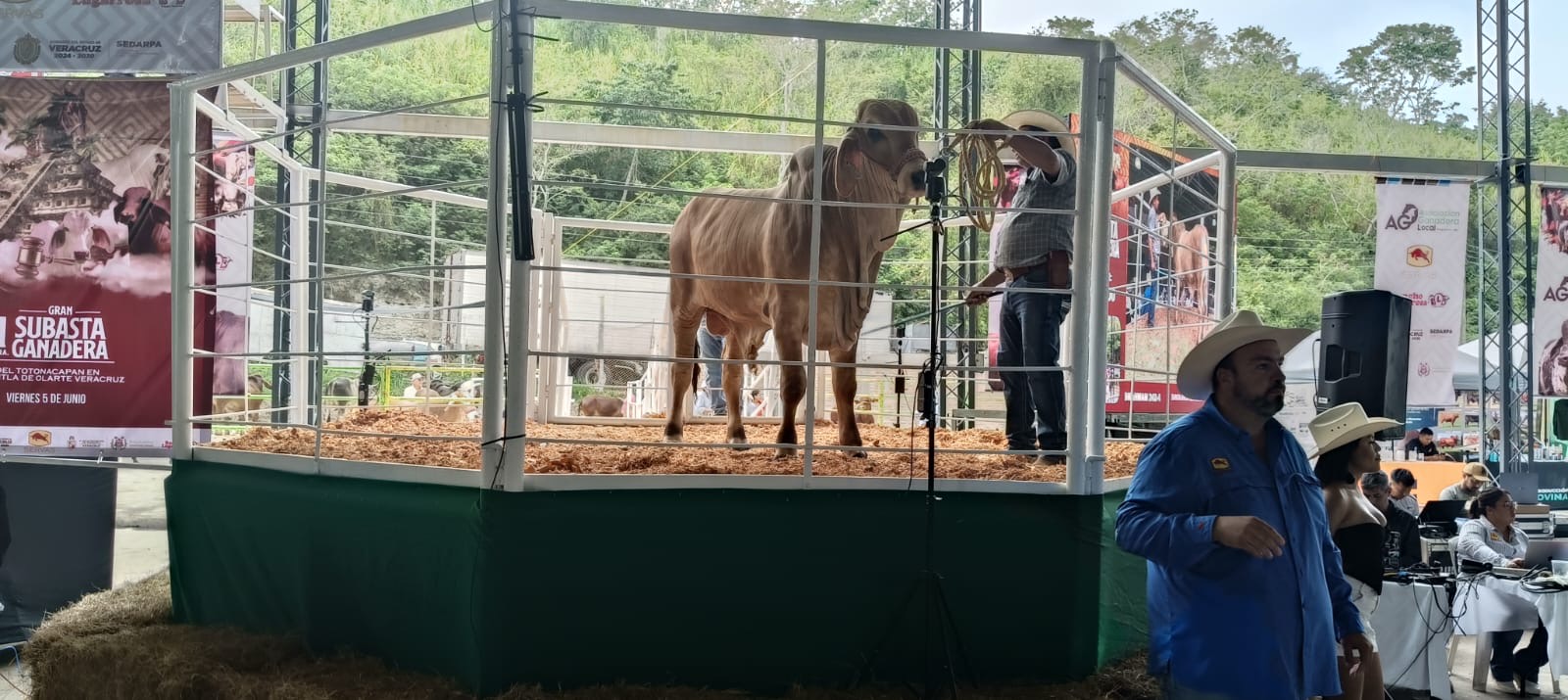 SEDARPA REALIZA SUBASTA DE SEMENTALES EN PAPANTLA