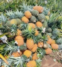 Piñeros de Tlalixcoyan claman por auxilio para salvar su producción