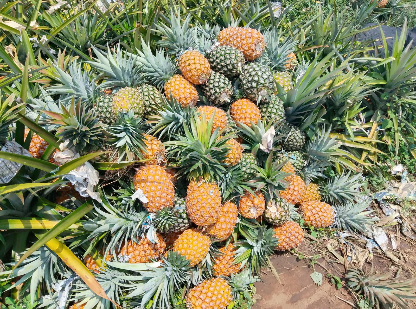 Piñeros de Tlalixcoyan claman por auxilio para salvar su producción