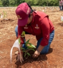Veracruz impulsa la restauración forestal con 370 mil nuevos árboles