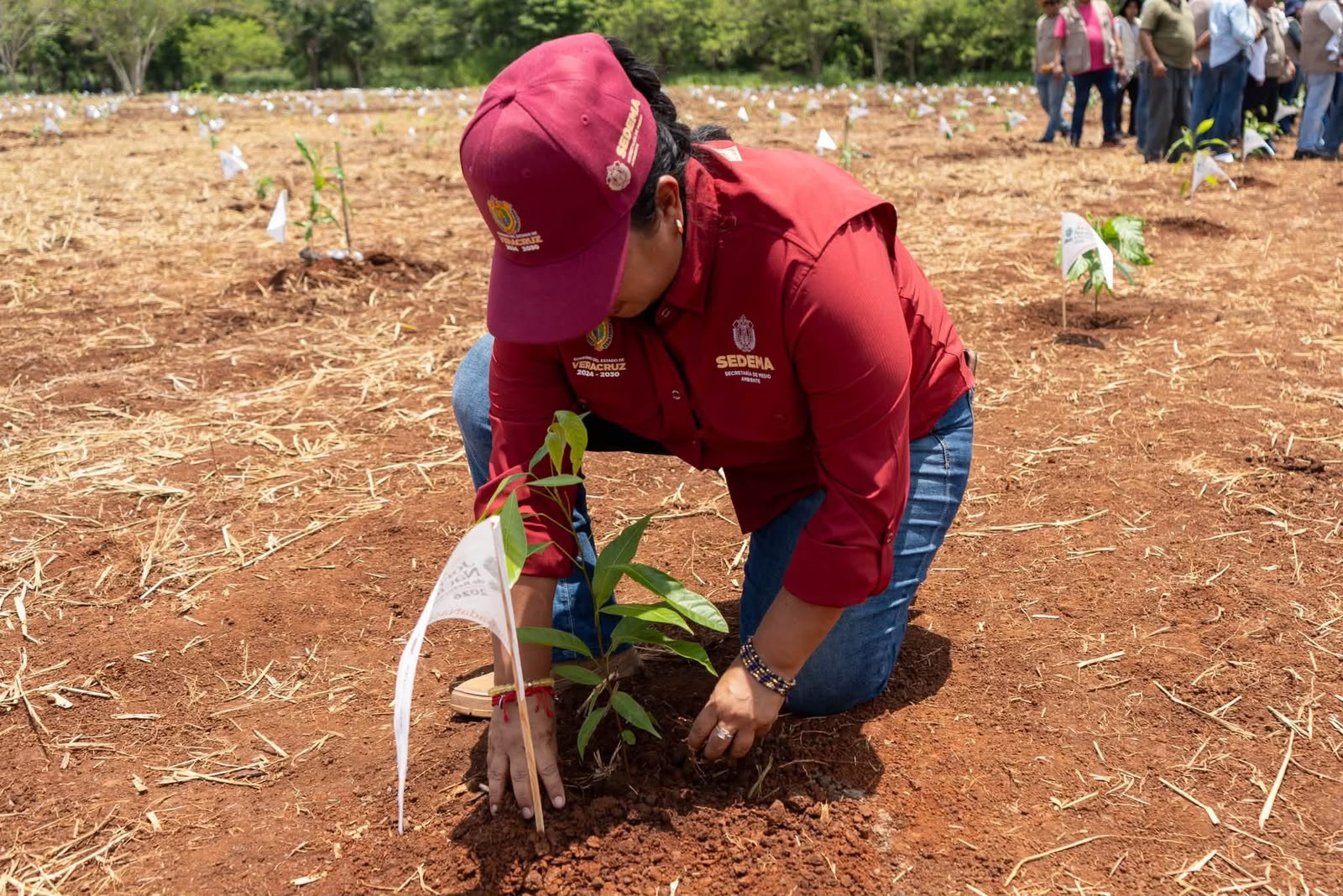 Veracruz impulsa la restauración forestal con 370 mil nuevos árboles