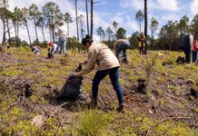 Reforestan San Juan del Monte, plantan mil pinos en zona devastada por incendios de 2019