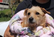 Ayuntamiento recomienda medidas para proteger a animales de compañía durante las lluvias