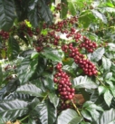 Urgen al Senado aprobar la Ley de Desarrollo Rural Sustentable y del Café