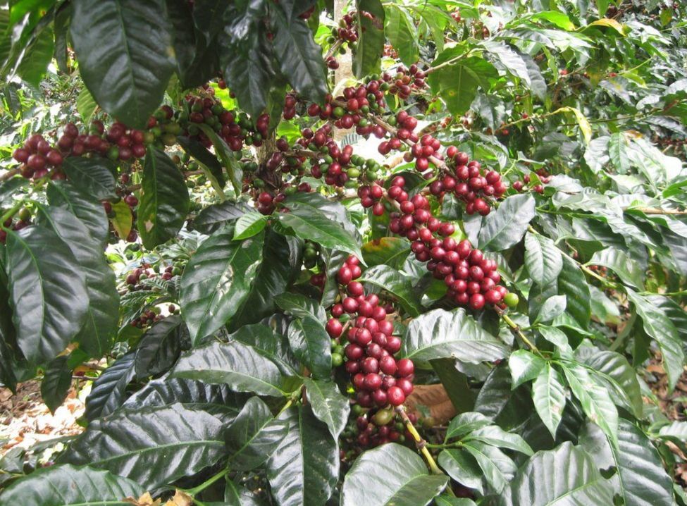 Urgen al Senado aprobar la Ley de Desarrollo Rural Sustentable y del Café